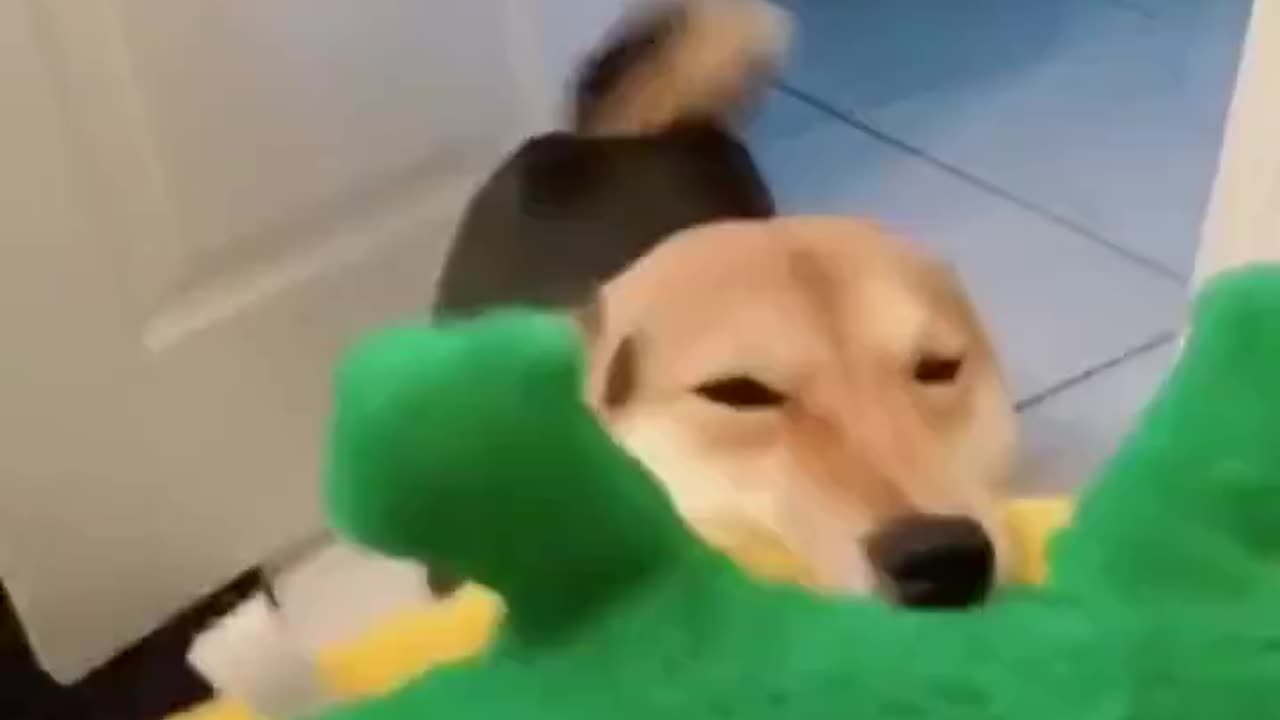Happy dog.. 😊