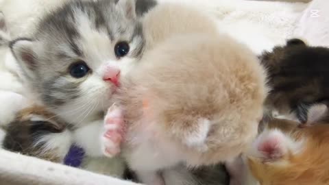 Adorable Kitten Moments