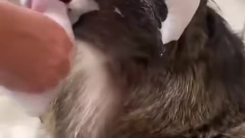 This animal is so cute! Come and see how to give a monkey a bath.