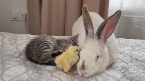 Baby Kitten and Giant Rabbit Confused by meeting Chick