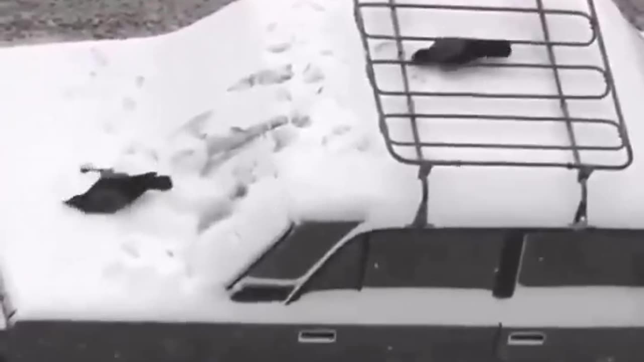 These crows are having so much fun ❄️🐦⬛