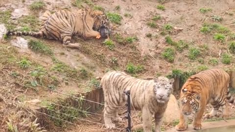 A duck is being given as food for the tiger.