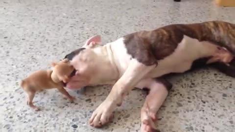 Cute tiny puppy playing with a BULLDOG an American