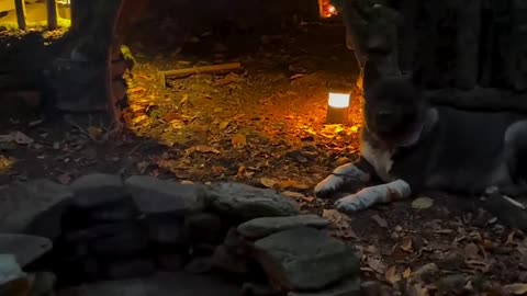 FOREST HOUSE 🛖🔥🐶 Building BUSHCRAFT Survival Shelter & Fireplace Cooking