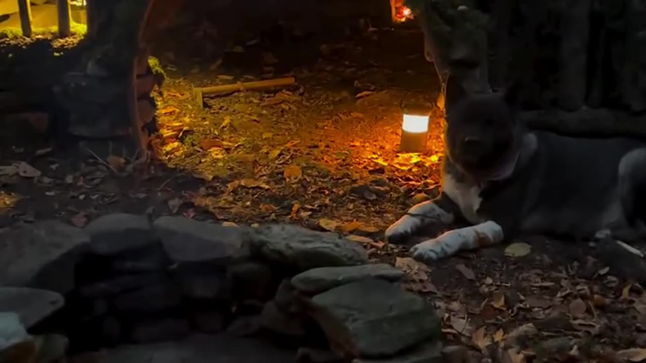 FOREST HOUSE 🛖🔥🐶 Building BUSHCRAFT Survival Shelter & Fireplace Cooking