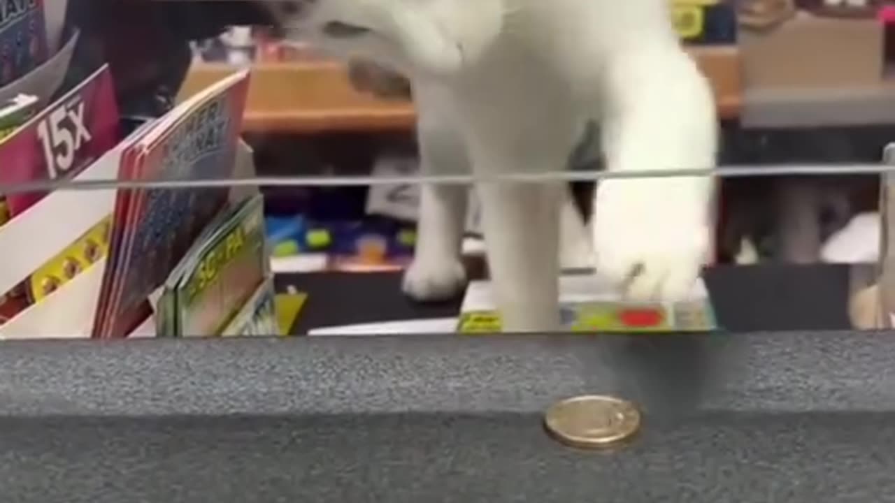 Funny animals