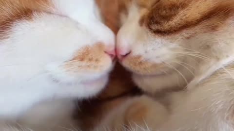 When Two Cats Fall in Love: The Sweetest Bond 🐱❤️
