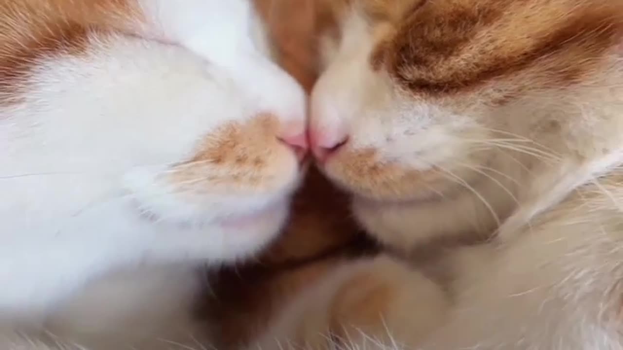 When Two Cats Fall in Love: The Sweetest Bond 🐱❤️