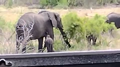 Wild Group of Elephants