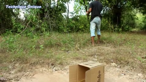 Easy Bird Trap - Amazing Quick Bird Trap Using Small Cardboard Box