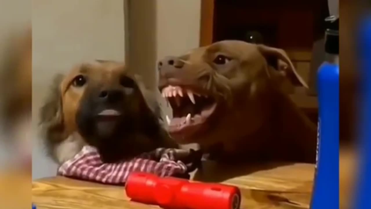 Lazy and scary dogs