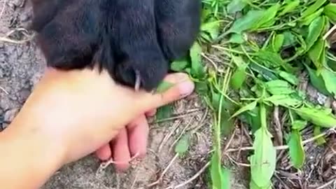 Playing with my kitten