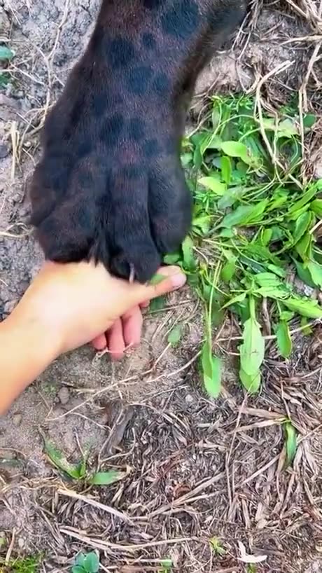 Playing with my kitten