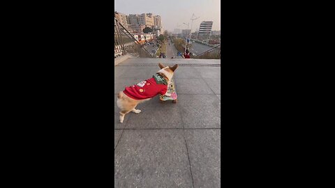 The puppy loves to skate down the stairs