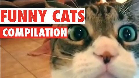 Funniest Cats and Dogs 🐶🐱 | Funny Animal Videos #35 