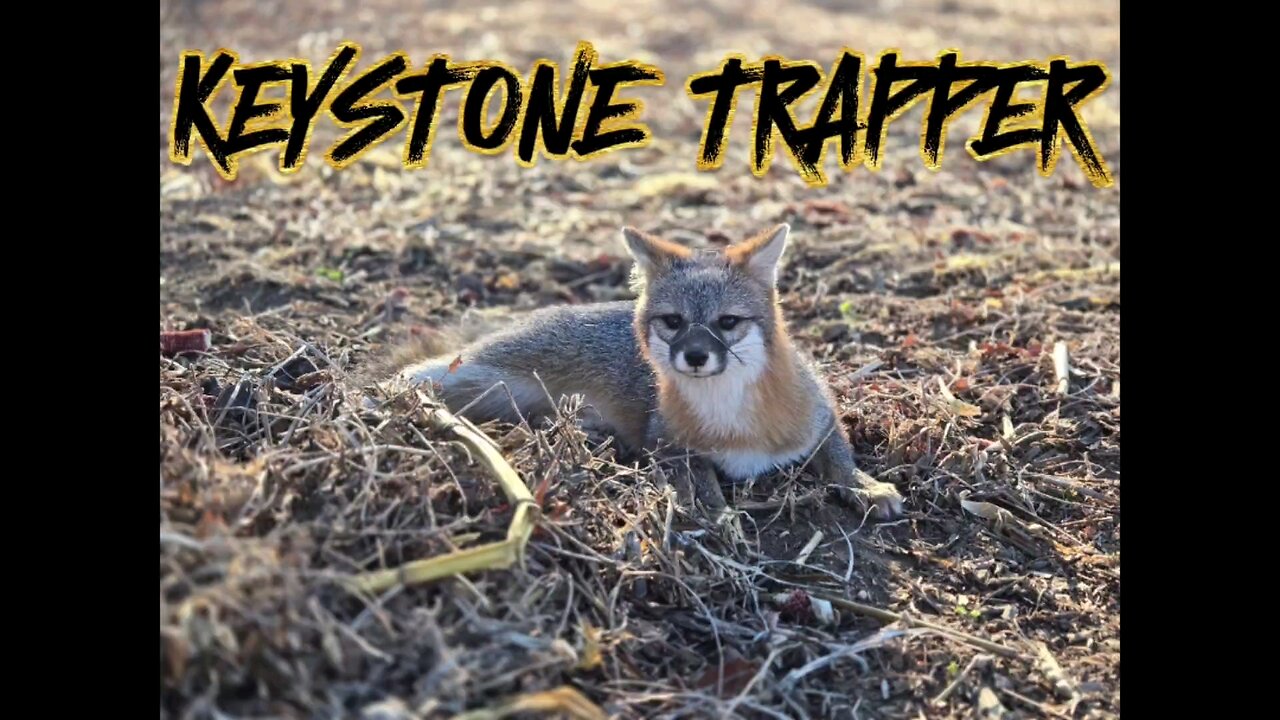 Fox on the move! 24/25 Trapping Season