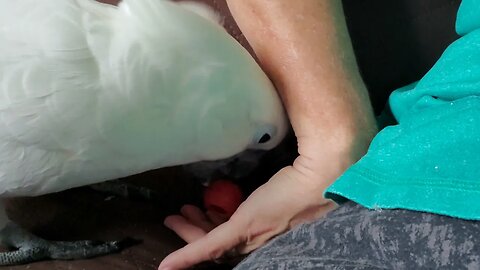 What Is This Weird Cockatoo Behavior_