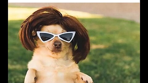 Hilarious Animal Antics: Cats, Dogs & More Gone Wild!❤️🐶🐶🐶