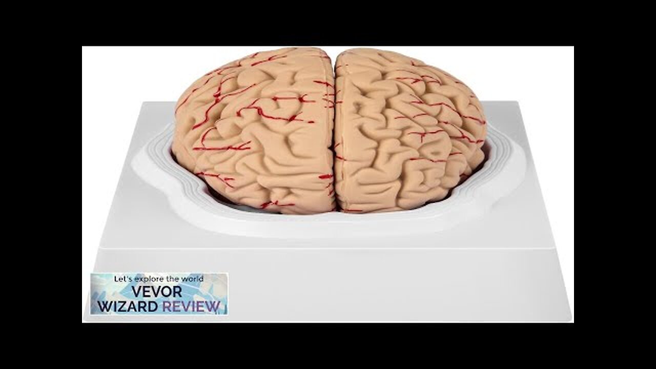 VEVOR Human Brain Model Anatomy 9-Part Model of Brain Life Size Human Review