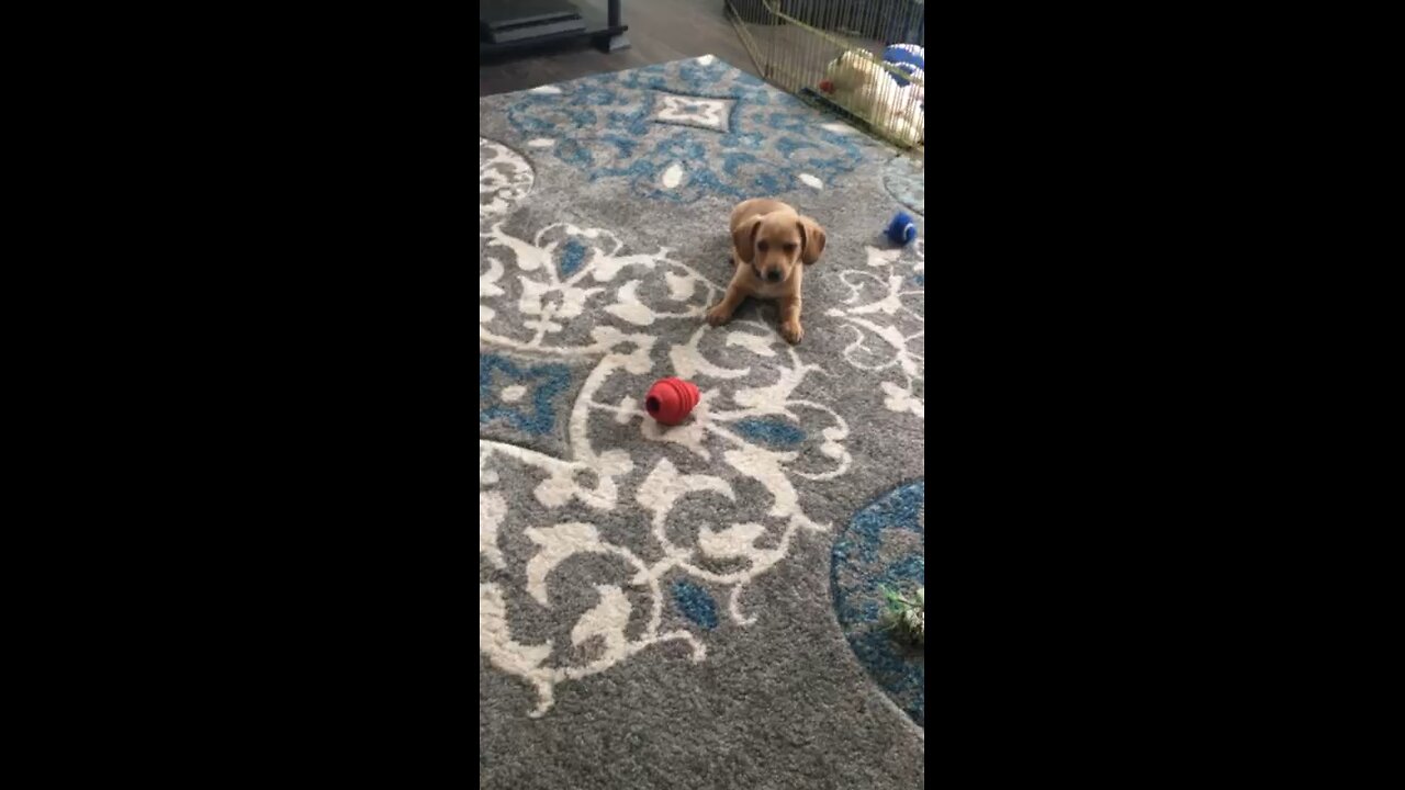 Baby dachshund courageously protects home