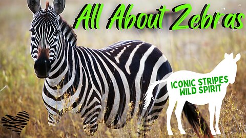 Iconic Zebras: Nature’s Masterpiece of Stripes