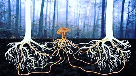 Let's Talk Mycelium