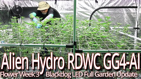 Alien Hydro RDWC GG4-AI Flower Week 3, Blackdog LED Full Garden Update