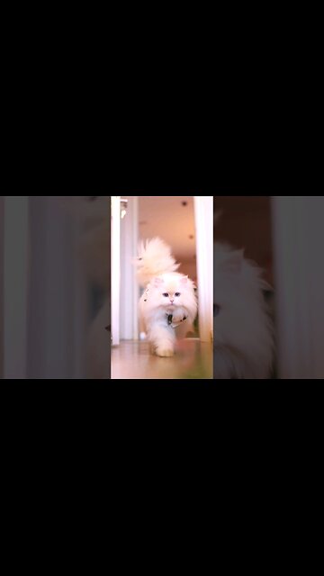fluffy Persian Cat walking 😍 😍