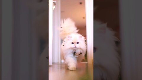 fluffy Persian Cat walking 😍 😍