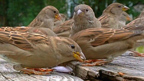 House Sparrows Knock on Wood