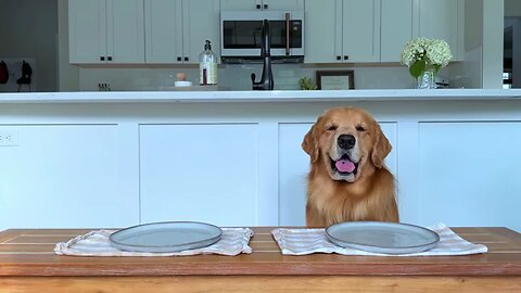 Dog Reviews Food With Brother..