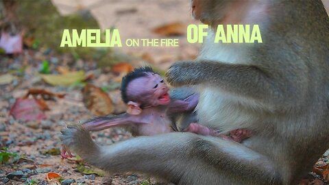OMG! No Mom Like ANNA? Her Newborn BABY Monkey AMELIA Only A Toy?