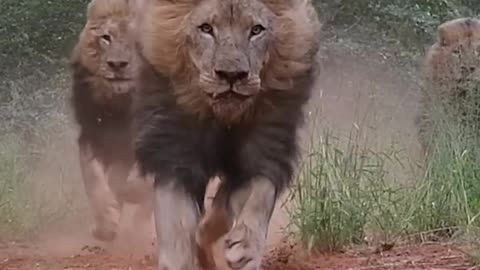 LIONS- Terrifying, Majestic Kings of the Jungle!