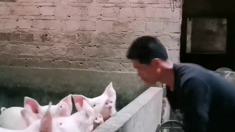 Organic farm animals