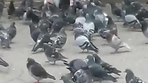 The Pigeon Woman of Boston Common Park