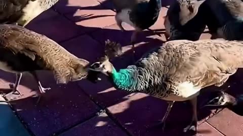 A peacock accidentally got its toe stuck…