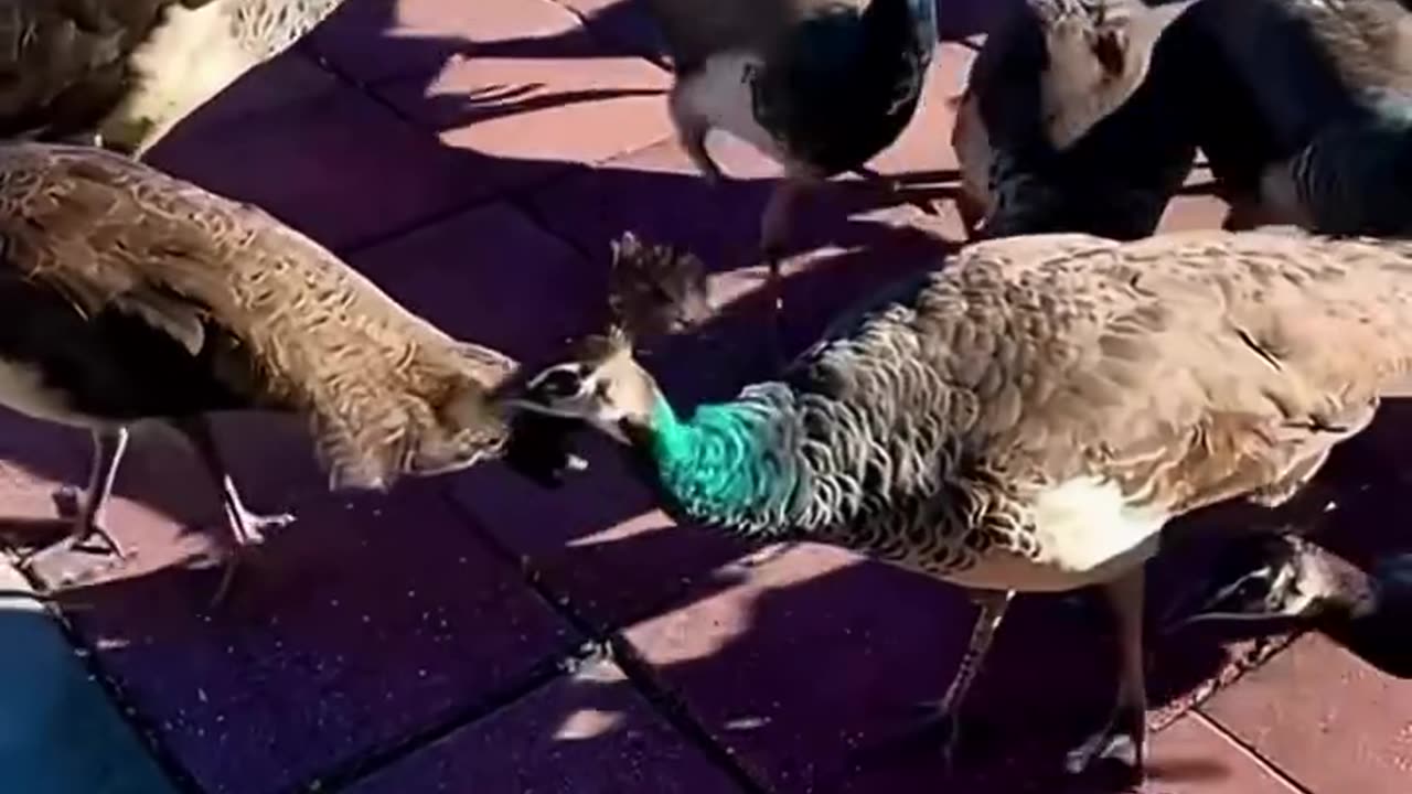 A peacock accidentally got its toe stuck…