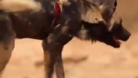 Wild Dog vs. Baboon Troop: Survival in the Savanna🐒🐾🔥 😮