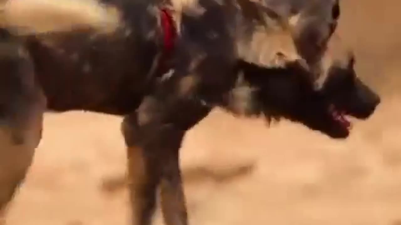 Wild Dog vs. Baboon Troop: Survival in the Savanna🐒🐾🔥 😮