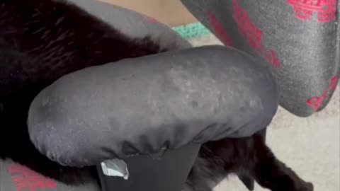 Precious Piper Hangs Her Leg and Tail from the Chair - Adopting a Cat from a Shelter Vlog #shorts