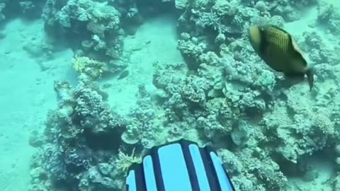 This Fish Fights Back! Shocking Diver Encounter!