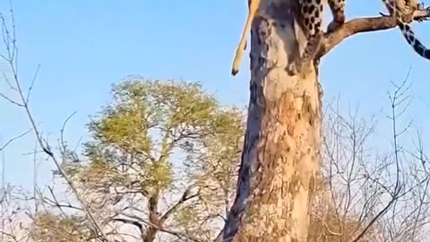 Leopard vs Hyena