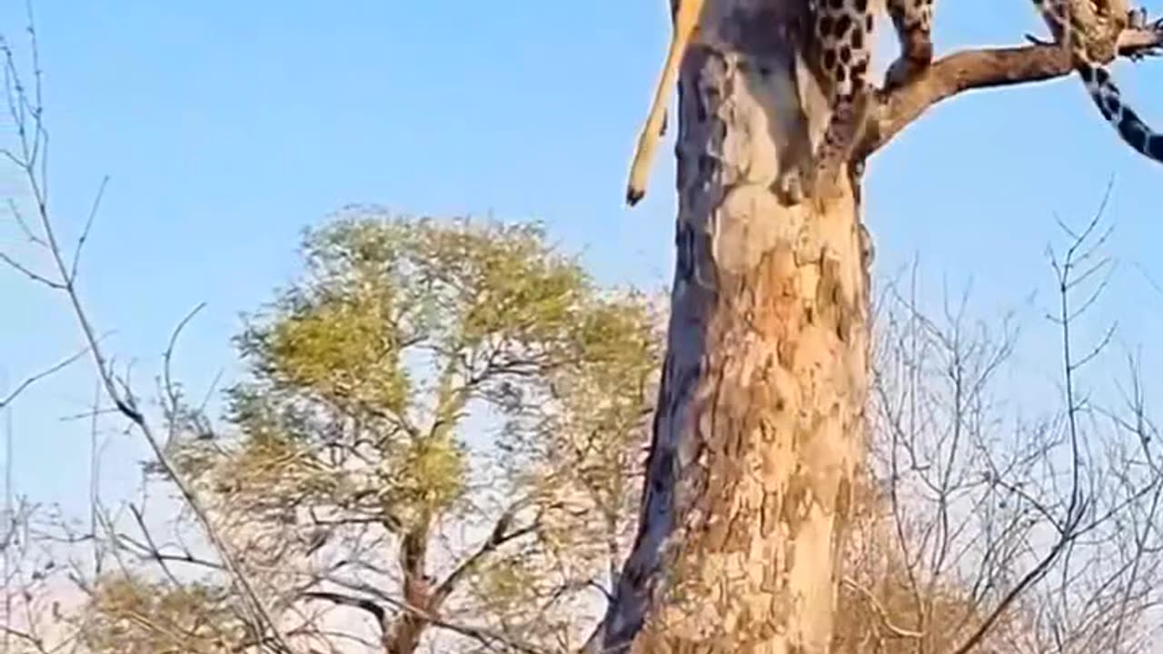 Leopard vs Hyena