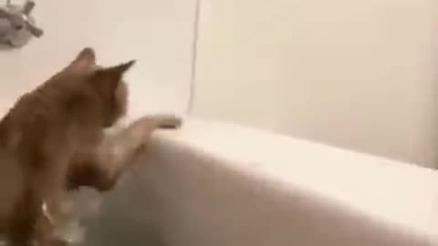 Best funny animal 🐈video😂