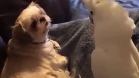 Cockatoo tells his dog friend about his day.. 😅