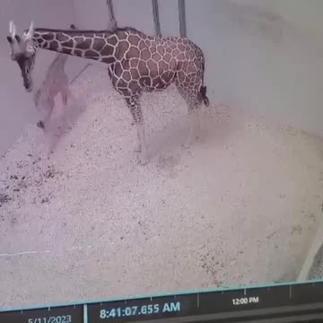 Parent when the baby learns to walk for the first time