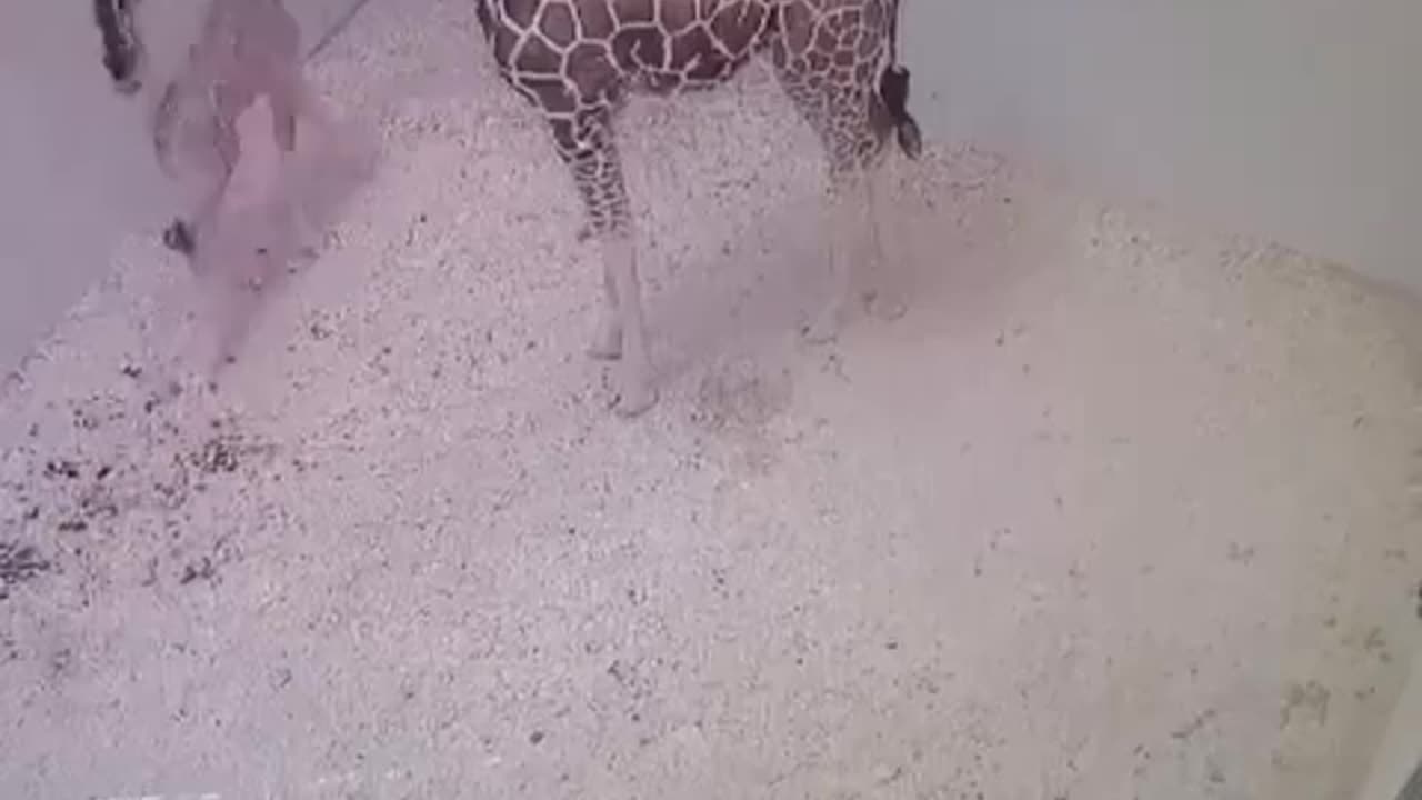 Parent when the baby learns to walk for the first time