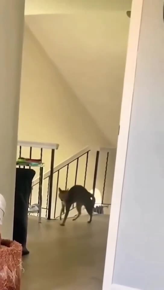 Funny, Crazy and Cute Animals