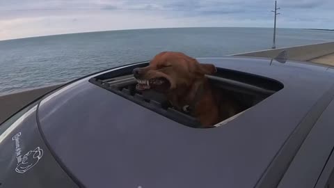 Dog Enjoys the Air on 7-Mile Bridge