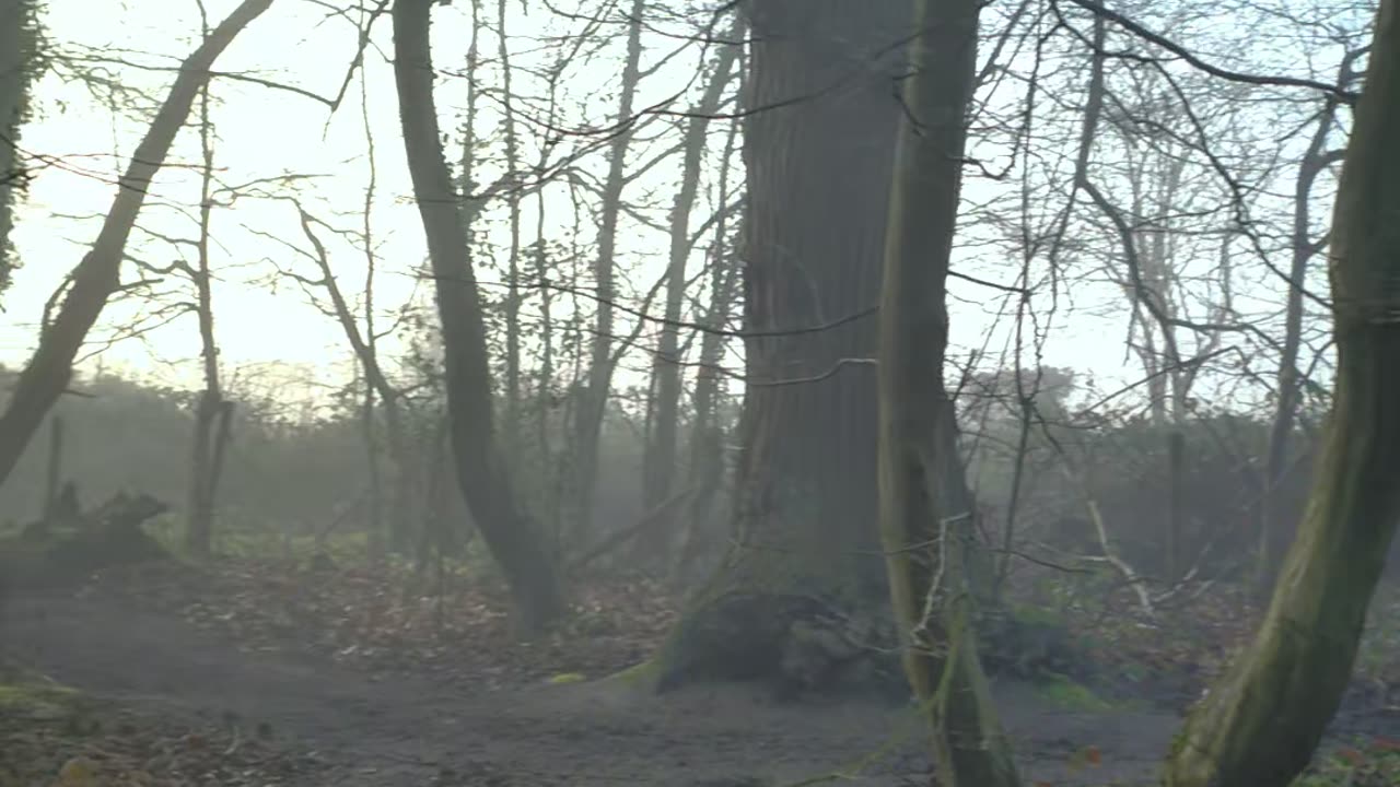 Peaceful Walk Through the Forest